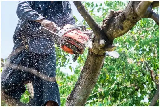 tree services Surgoinsville